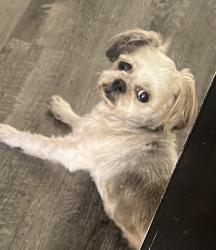 Lost Female Dog last seen Near, Conroe, TX 77385