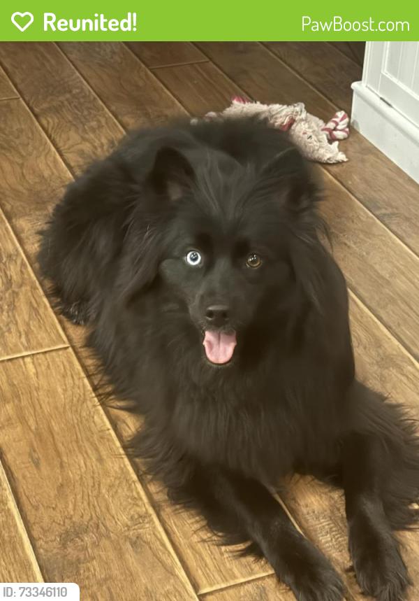 Reunited Male Dog last seen Salem Woods Newark, New Castle County, DE 19702