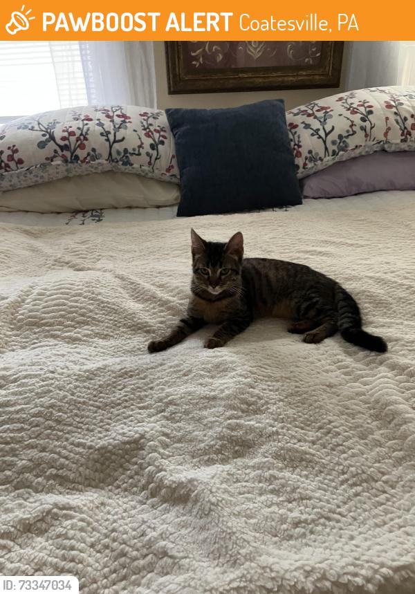 Found/Stray Unknown Cat last seen Overhill rd and west Chester td, Coatesville, PA 19320