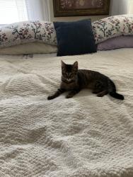 Found/Stray Unknown Cat last seen Overhill rd and west Chester td, Coatesville, PA 19320