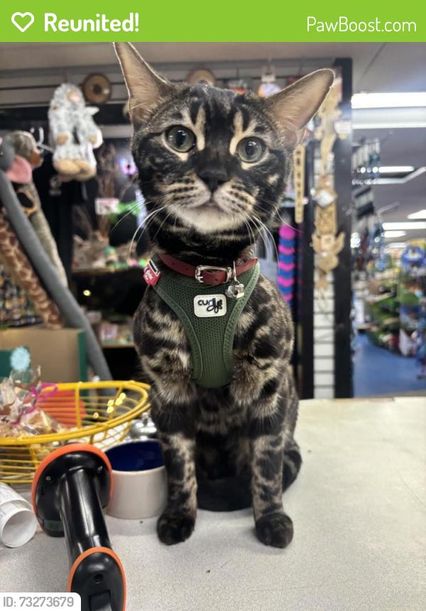 Reunited Female Cat last seen Mount gretna rd, Elizabethtown rd, Elizabethtown, PA 17022