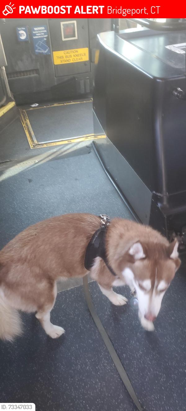 Lost Male Dog last seen Savoy street, Bridgeport, CT 06606
