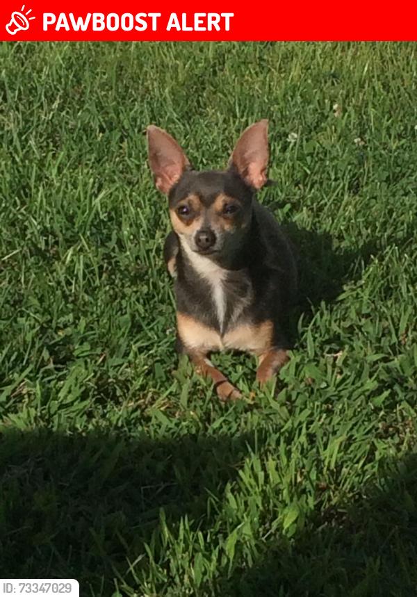 Lost Male Dog last seen Chapel Ave and Kings Hwy, Cherry Hill Township, NJ 08002