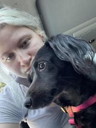 Reunited Male Dog last seen Behind food lion , near those hses, Greer, SC 29651