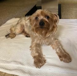 Found/Stray Female Dog last seen Soundview park, The Bronx, NY 10473