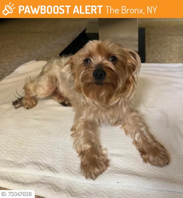 Found/Stray Female Dog last seen Soundview park, The Bronx, NY 10473