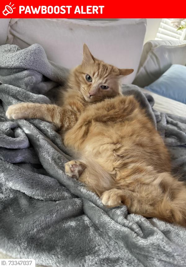 Lost Female Cat last seen Old Conroe Rd, Montgomery County, TX 77384