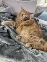 Lost Female Cat last seen Old Conroe Rd, Montgomery County, TX 77384