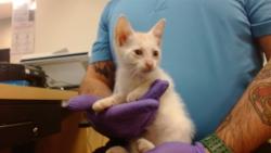 Shelter Stray Female Cat last seen Near BLOCK SW 8 TER, 3599 NW 79th Ave, Doral, FL 33122, USA