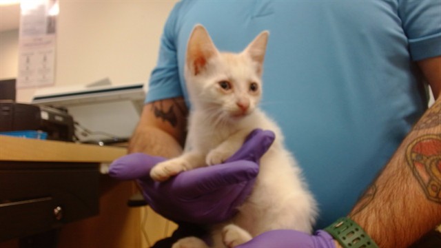 Shelter Stray Female Cat last seen Near BLOCK SW 8 TER, 3599 NW 79th Ave, Doral, FL 33122, USA