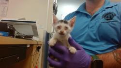 Shelter Stray Female Cat last seen Near BLOCK SW 8 TER, 3599 NW 79th Ave, Doral, FL 33122, USA