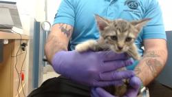 Shelter Stray Female Cat last seen Near BLOCK SW 8 TER, 3599 NW 79th Ave, Doral, FL 33122, USA