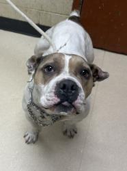Shelter Stray Female Dog last seen Near BLOCK W WISCONSIN AVE, 3839 W Burnham St, West Milwaukee, WI 53215, USA