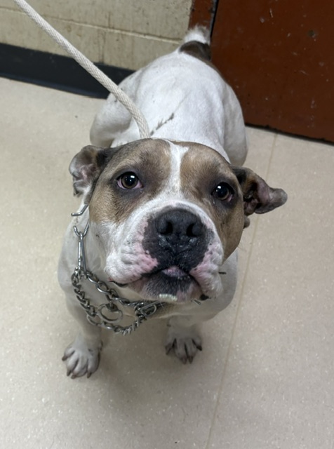 Shelter Stray Female Dog last seen Near BLOCK W WISCONSIN AVE, 3839 W Burnham St, West Milwaukee, WI 53215, USA