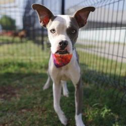 Shelter Stray Female Dog last seen Near BLOCK MC DOUGAL, 4710 TX-151, San Antonio, TX 78227, USA