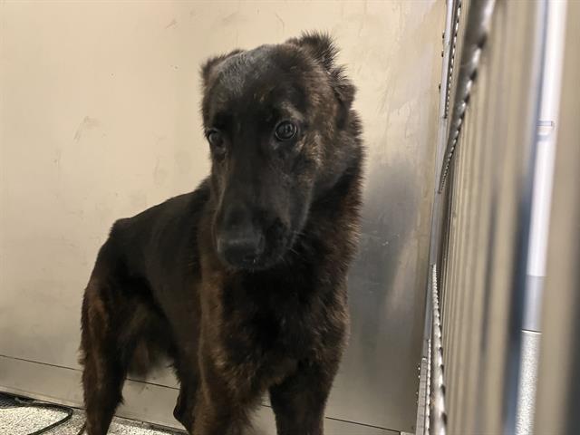 Shelter Stray Female Dog last seen Near BLK SAINT LOUIS AVE, LB 90804, 7700 E Spring St, Long Beach, CA 90815, USA