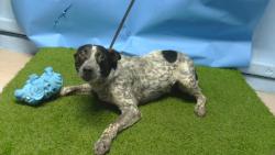 Shelter Stray Unknown Dog last seen , 216 W Victoria St, Gardena, CA 90248, USA