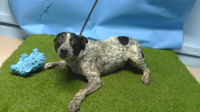Shelter Stray Unknown Dog last seen , 216 W Victoria St, Gardena, CA 90248, USA