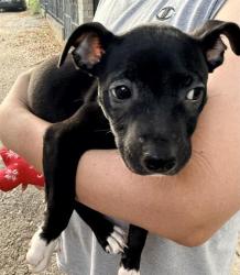 Shelter Stray Female Dog last seen Near BLOCK LOGAN ST, 4710 TX-151, San Antonio, TX 78227, USA