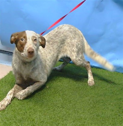 Shelter Stray Unknown Dog last seen , 216 W Victoria St, Gardena, CA 90248, USA