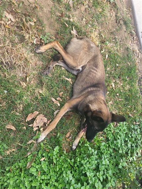 Shelter Stray Male Dog last seen W MARIPOSA, 4710 TX-151, San Antonio, TX 78227, USA