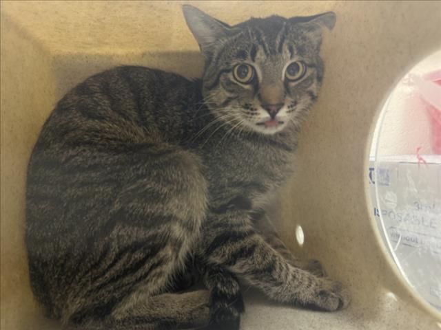 Shelter Stray Unknown Cat last seen Near BLOCK RED RAVEN RD SF NM 875008, 100 Caja Del Rio Rd, Santa Fe, NM 87507, USA