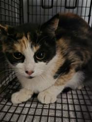 Shelter Stray Female Cat last seen , 957 N Gaffey St, San Pedro, CA 90731, USA