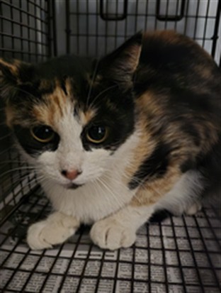 Shelter Stray Female Cat last seen , 957 N Gaffey St, San Pedro, CA 90731, USA