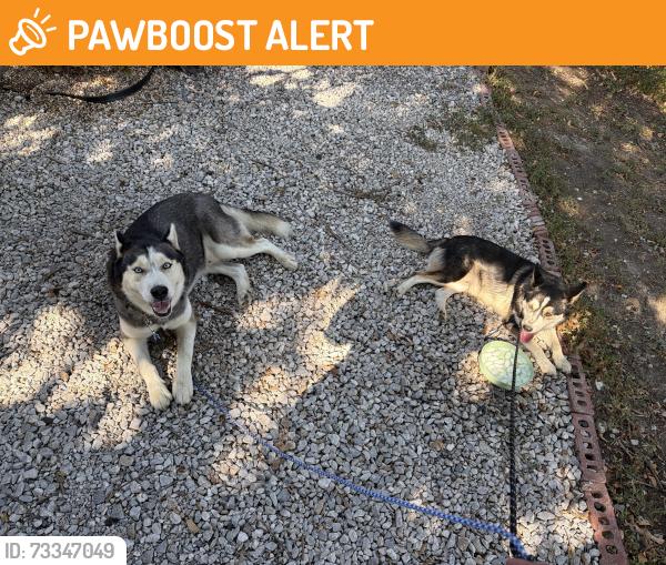 Found/Stray Male Dog last seen Comal ave and silver Creek, White Settlement, TX 76108