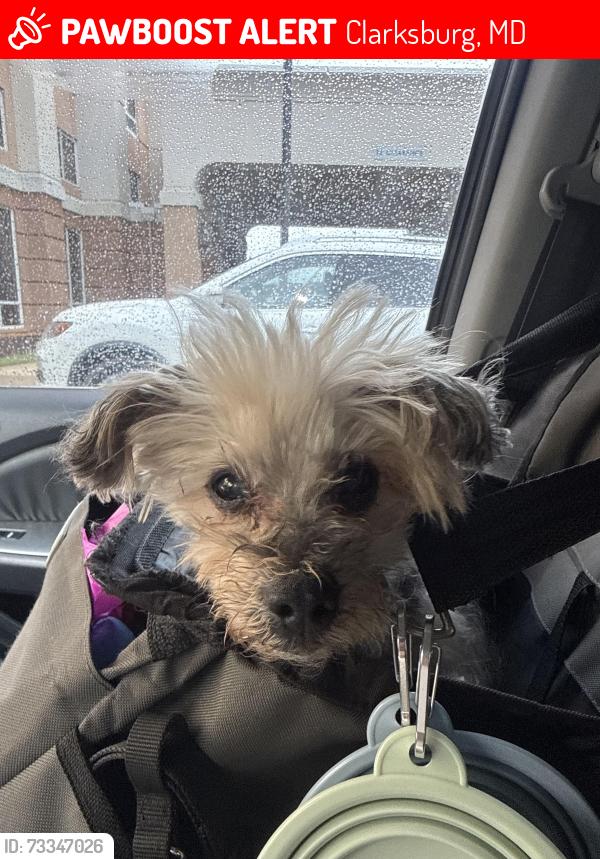 Lost Male Dog last seen Clarksburg Premium Outlets near Clarksburg Rd, Clarksburg, MD 20871