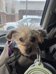 Lost Male Dog last seen Clarksburg Premium Outlets near Clarksburg Rd, Clarksburg, MD 20871