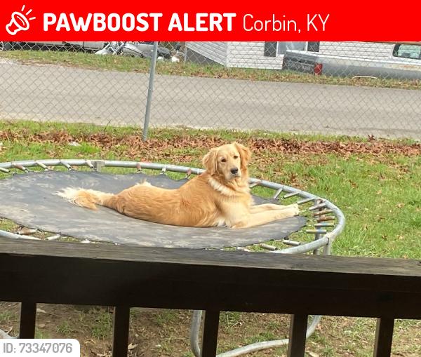 Lost Male Dog last seen Oak Ridge Church road, Corbin, KY 40701
