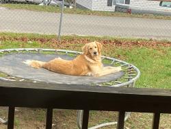 Lost Male Dog last seen Oak Ridge Church road, Corbin, KY 40701