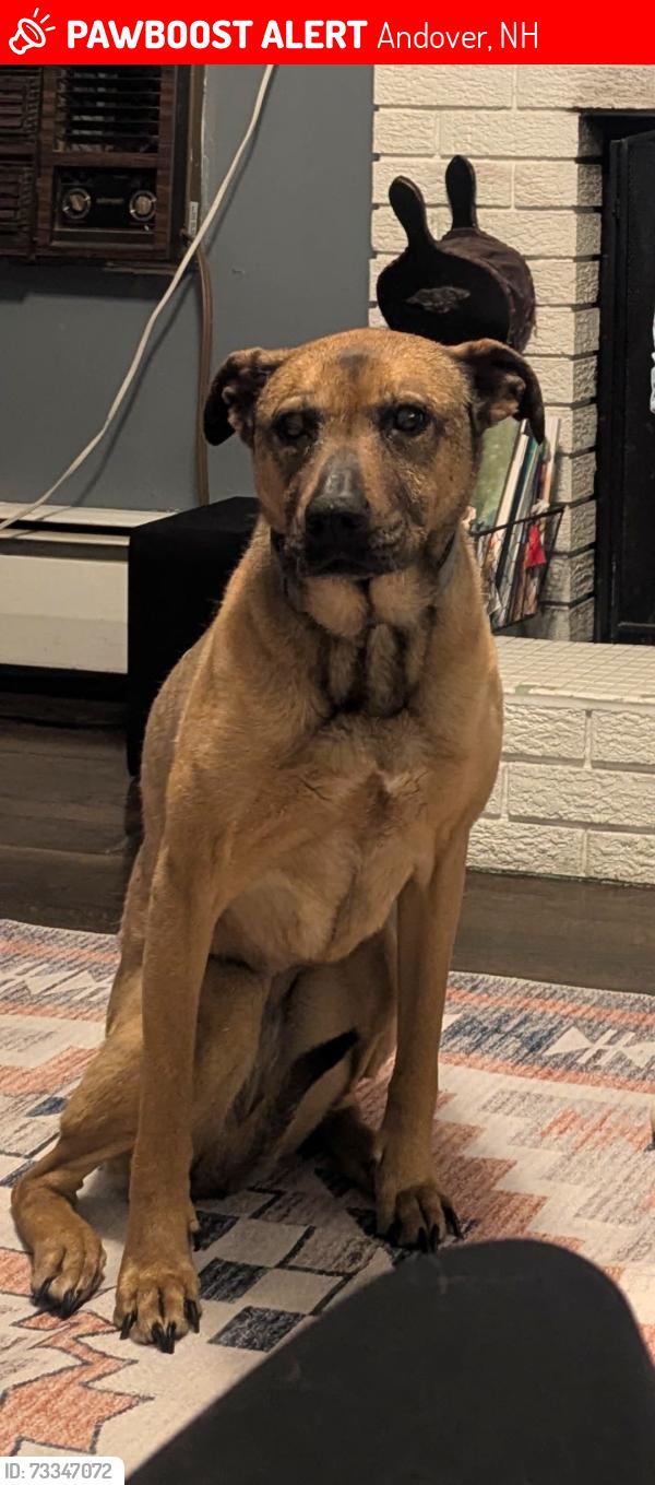 Lost Female Dog last seen East Andover fire department, Andover, NH 03216