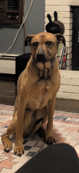 Lost Female Dog last seen East Andover fire department, Andover, NH 03216