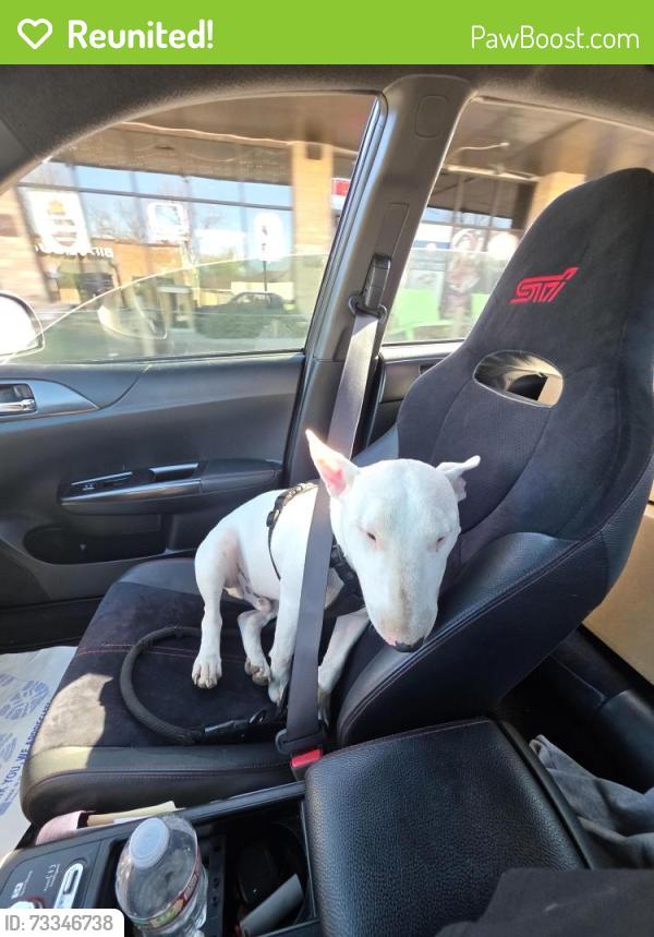 Reunited Male Dog last seen Near lewis, Tulsa, OK 74104