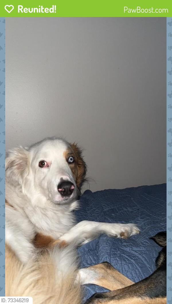 Reunited Male Dog last seen Palmer drive, Jackson, TN 38305
