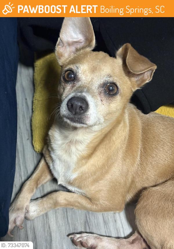 Surrendered Female Dog last seen Circle K, Boiling Springs, SC 29316