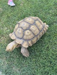 Found/Stray Unknown Other last seen Evers, San Antonio, TX 78238