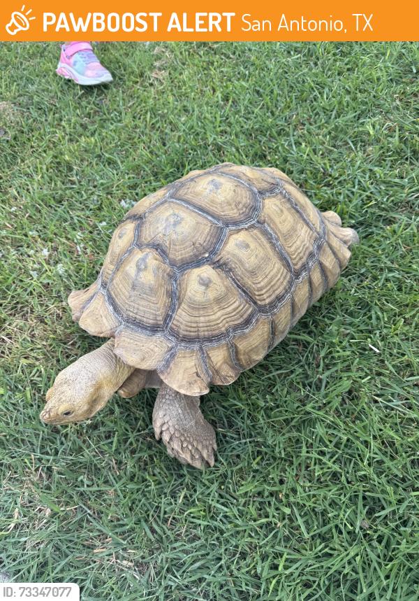 Found/Stray Unknown Other last seen Evers, San Antonio, TX 78238