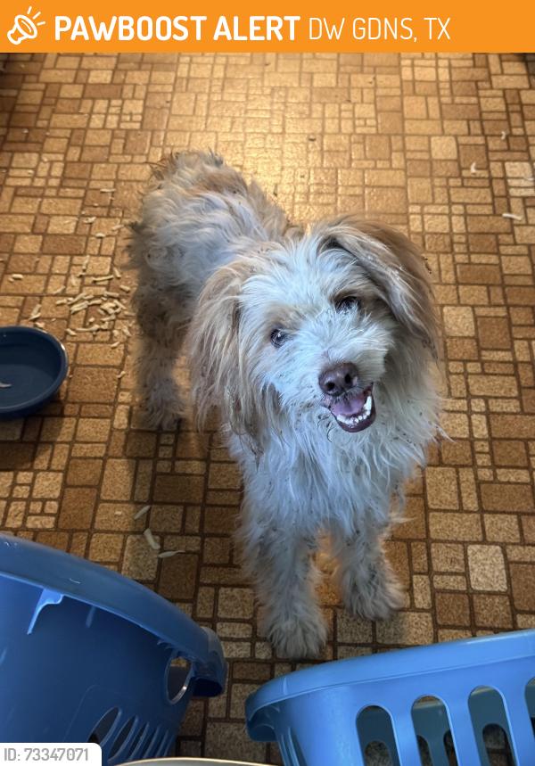 Found/Stray Male Dog last seen Norwood & Park Row, DW GDNS, TX 76013