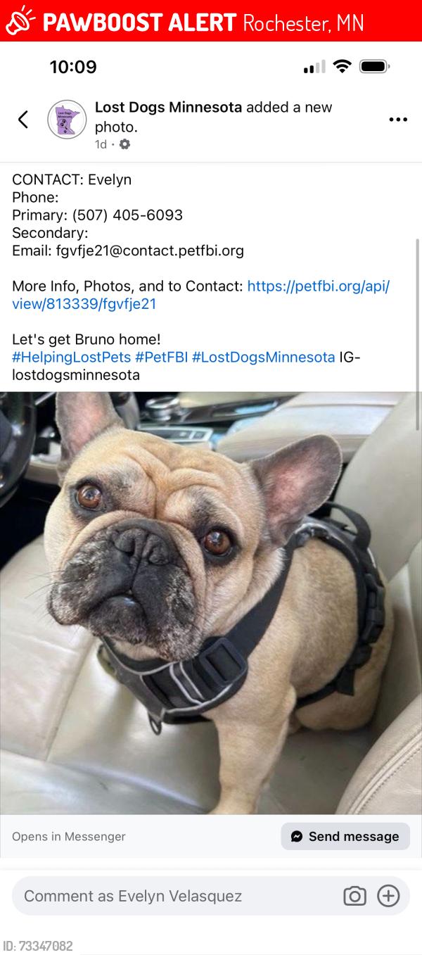 Lost Male Dog last seen Sunset terrace elementary school, Rochester, MN 55901