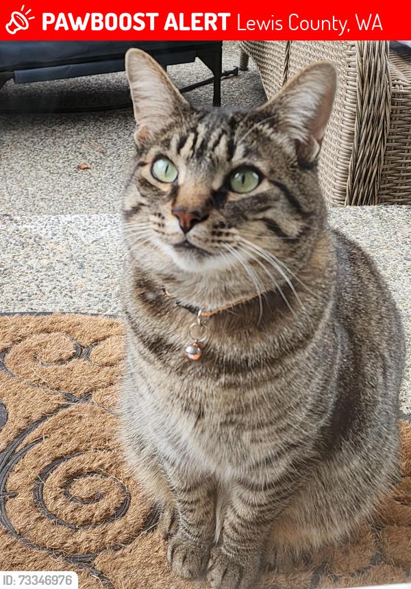 Lost Male Cat last seen Fries Rd & Nelson Rd, Lewis County, WA 98596