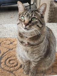 Lost Male Cat last seen Fries Rd & Nelson Rd, Lewis County, WA 98596