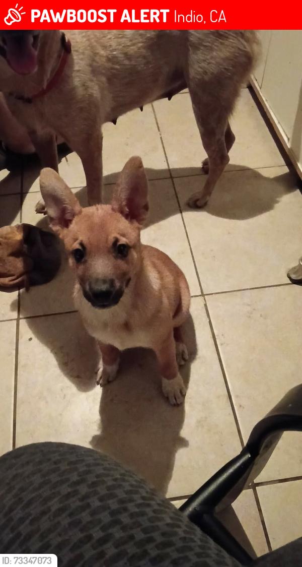 Lost Female Dog last seen Bliss and ROUBIDIOX, Indio, CA 92201