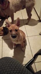 Lost Female Dog last seen Bliss and ROUBIDIOX, Indio, CA 92201