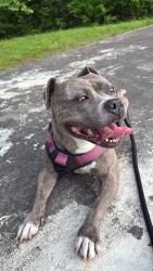 Lost Female Dog last seen Lawrenceville 30046, Lawrenceville, GA 30046