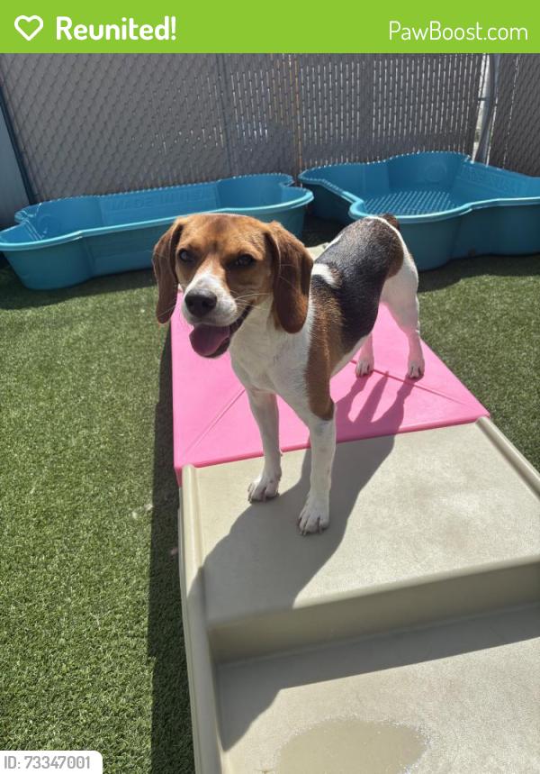 Reunited Female Dog last seen Royal Dr, Mt. Juliet, TN 37122, USA, Mt. Juliet, TN 37122