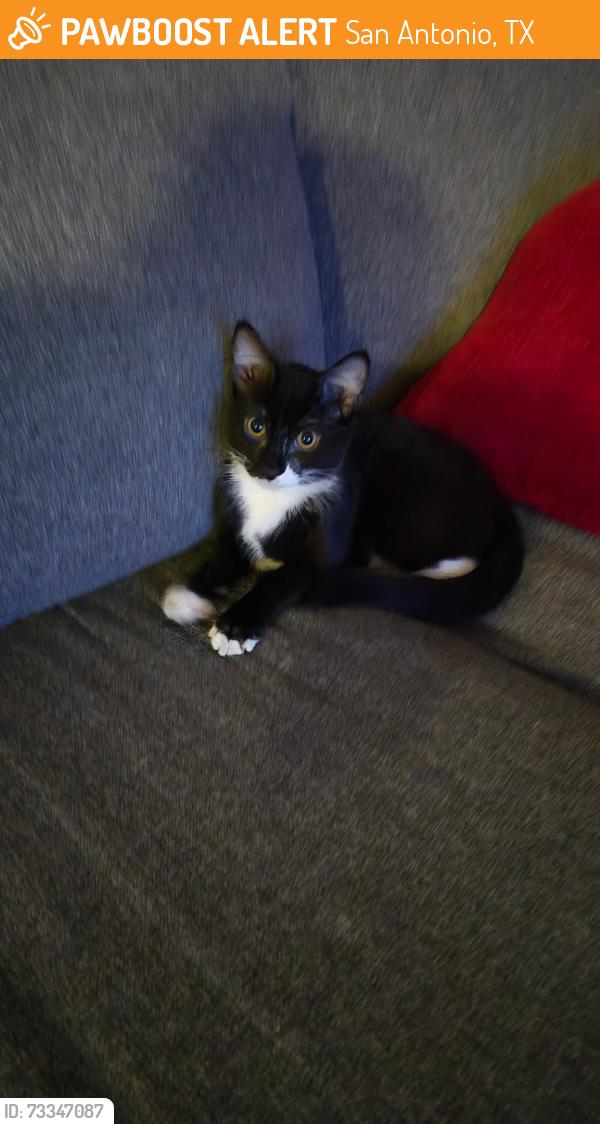 Found/Stray Male Cat last seen Judson Pointe apmts, San Antonio, TX 78247