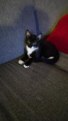 Found/Stray Male Cat last seen Judson Pointe apmts, San Antonio, TX 78247